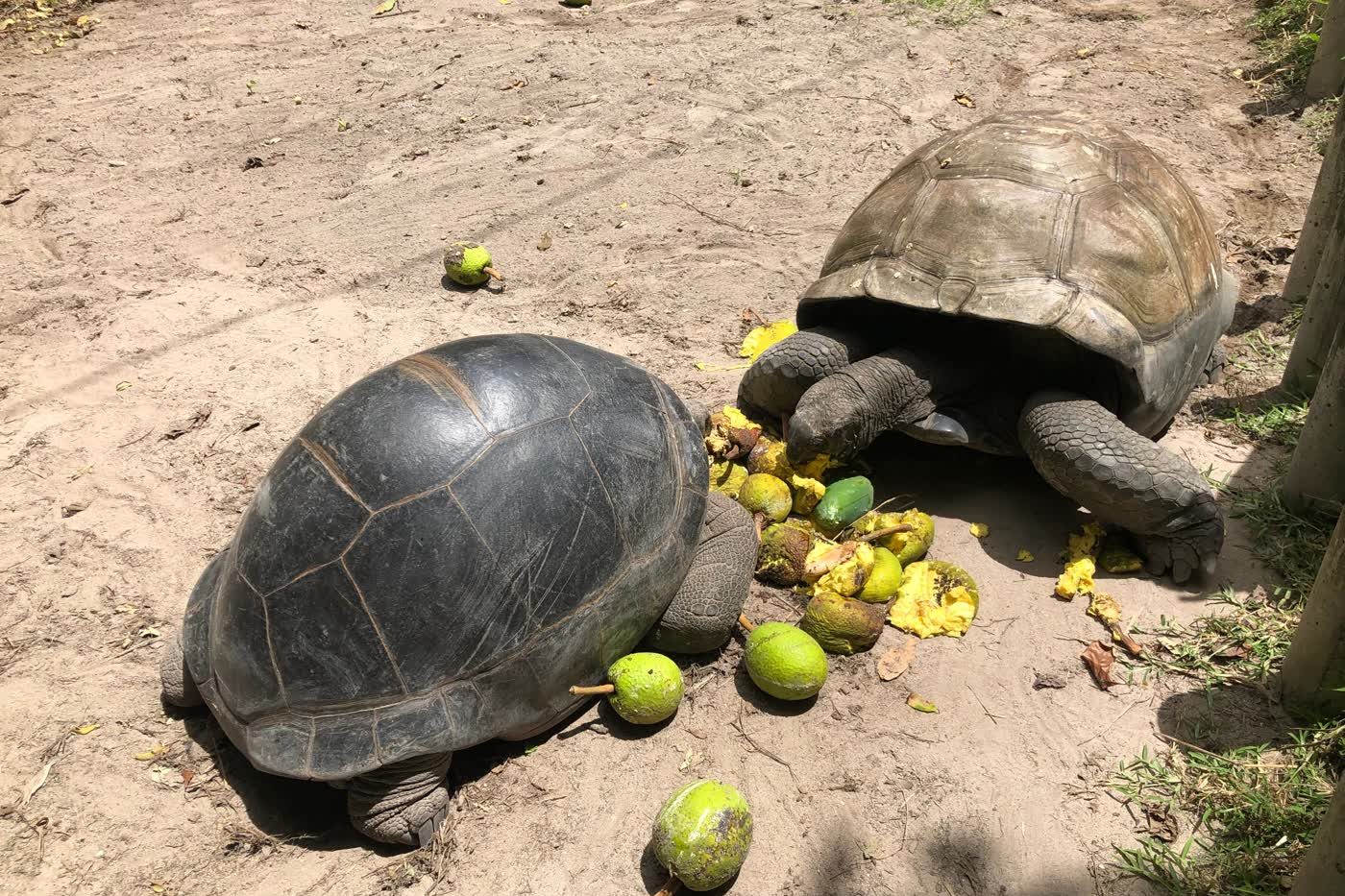 Thomas ve bir başka Aldabra dev kaplumbağası AliBel Beach Villa'nın bahçesinde meyve yiyor